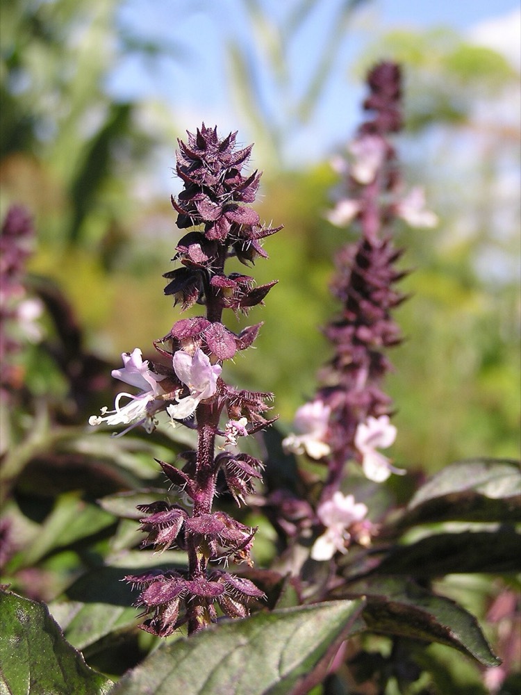 Basilic : toxique pour les chats et les chiens ? (Ocimum basilicum)