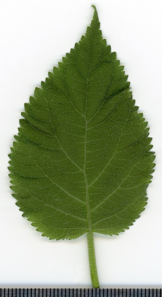 हाइड्रेंजिया: बिल्लियों और कुत्तों के लिए ज़हरीला है या नहीं? (Hydrangea arborescens)