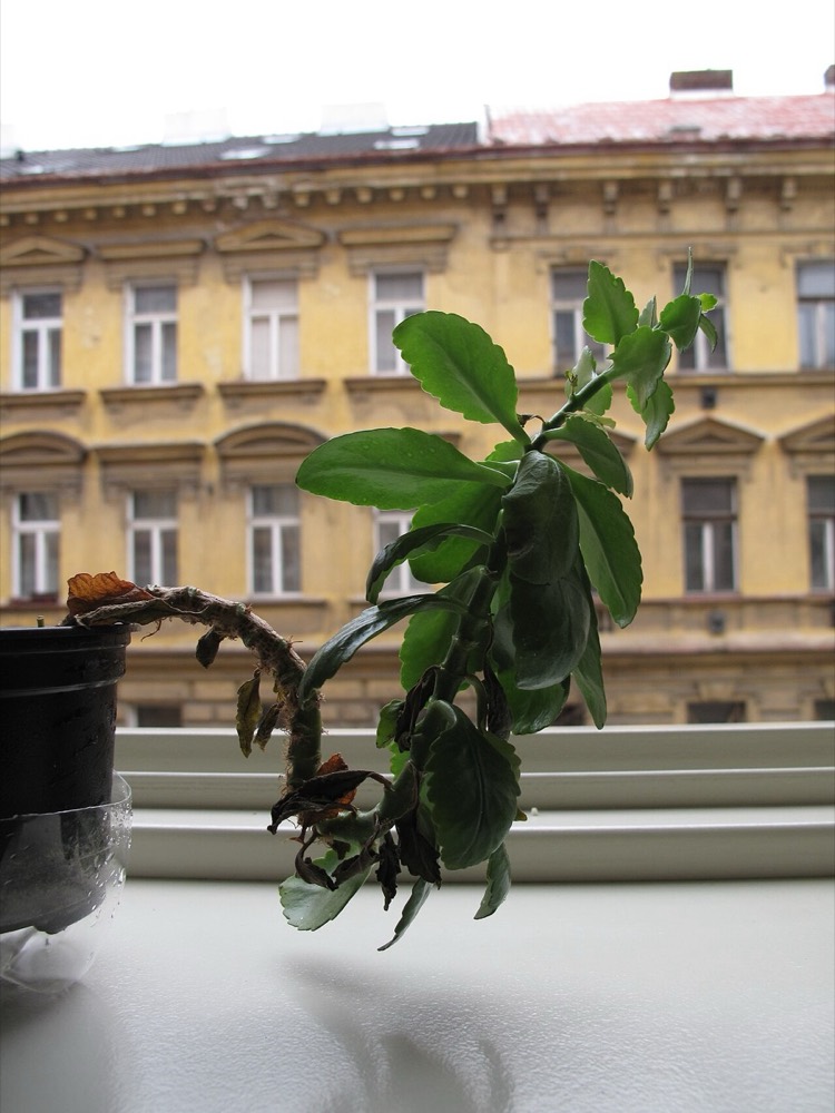 Kalanchoe: giftig für Katzen und Hunde? (Kalanchoe spp.)