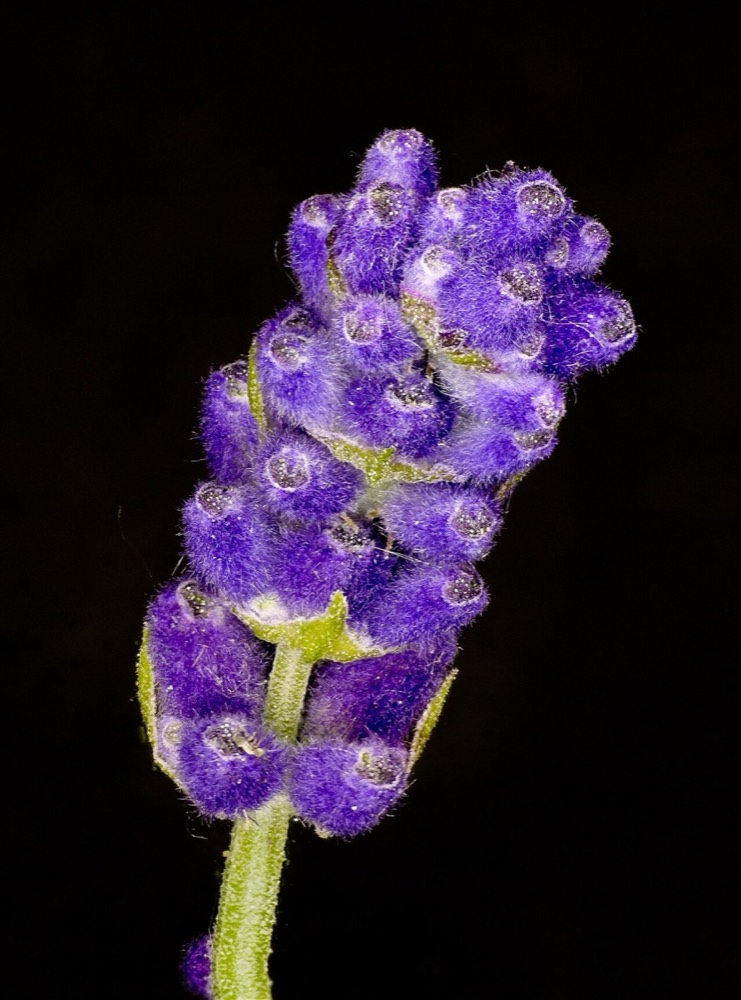 Lavanda: è tossica per gatti e cani? (Lavendula angustifolia)