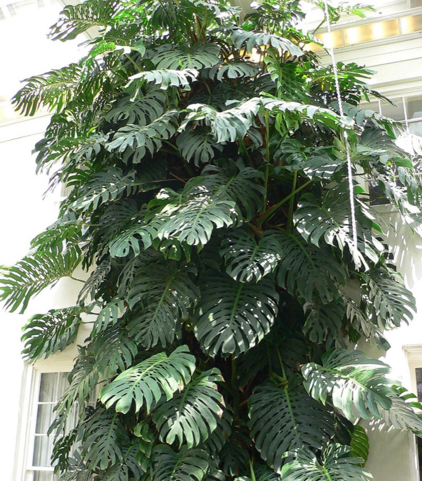 Monstera (Fensterblatt): giftig für Katzen und Hunde? (Monstera deliciosa)