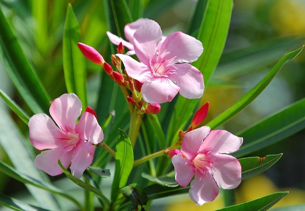 Czy oleander jest trujący dla kotów i psów? (Nerium oleander)