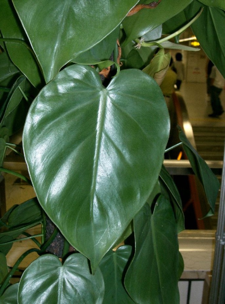 Filodendro (foglia a cuore): è tossico per gatti e cani? (Philodendron hederaceum)